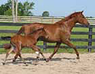 Mare and foal