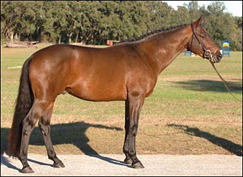 Baron Verdi 2006