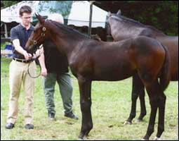 Windfall foal